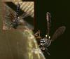 Dioctria sp.
